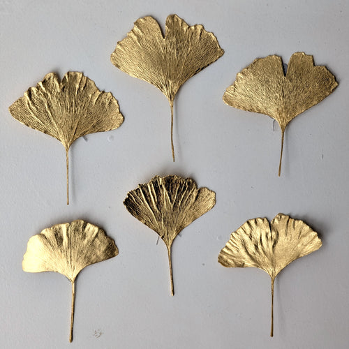 RMH Ginkgo leaves